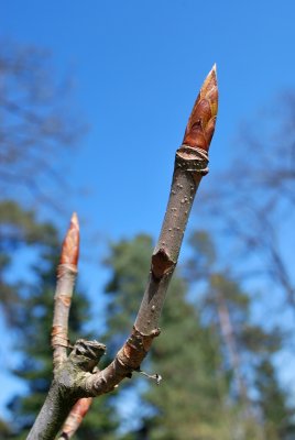 Aesculus hippocastanum 'Digitata' - jírovec maďal - pupen